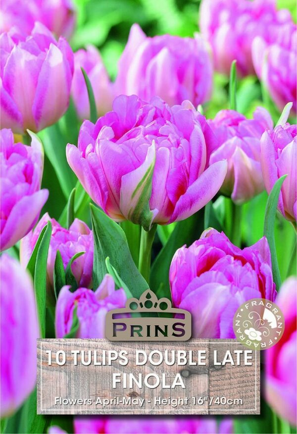 Tulips Double Late Finola