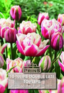 Tulips Double Late Toplips