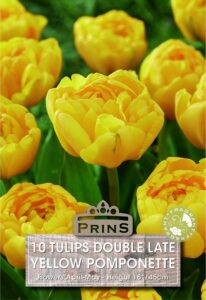 Tulips Double Late Yellow Pomponette