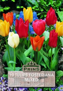 Tulips Fosteriana Mixed