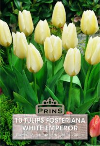 Tulips Fosteriana White Emperor