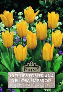 Tulips Fosteriana Yellow Emperor