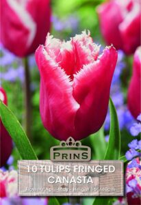 Tulips Fringed Canasta