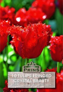 Tulips Fringed Crystal Beauty