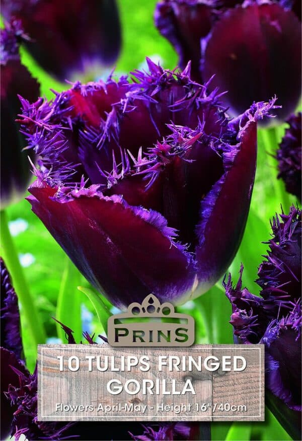 Tulips Fringed Gorilla