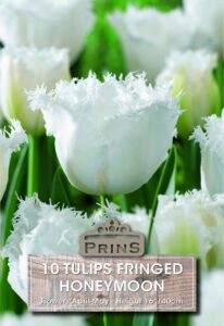 Tulips Fringed Honeymoon