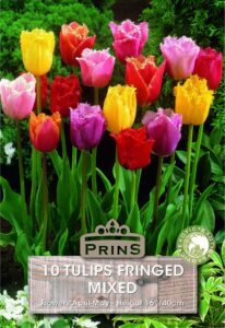 Tulips Fringed Mixed