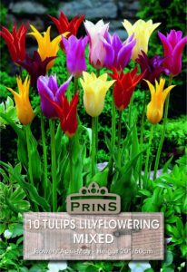 Tulips Lily Flowering Mixed