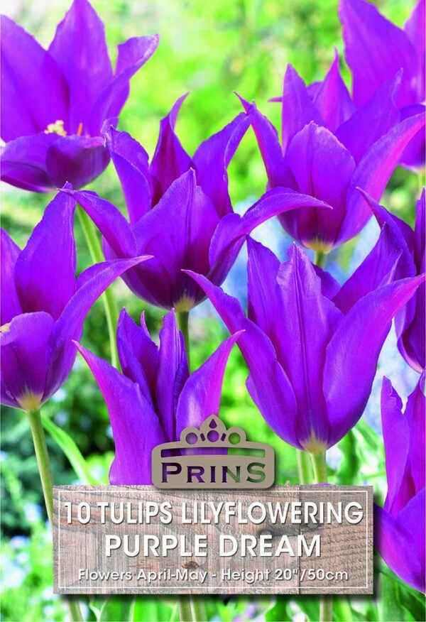 Tulips Lily Flowering Purple Dream