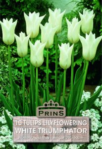 Tulips Lily Flowering White Triumphator