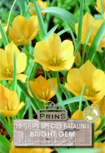 Tulips Miniature Batalinii Bright Gem