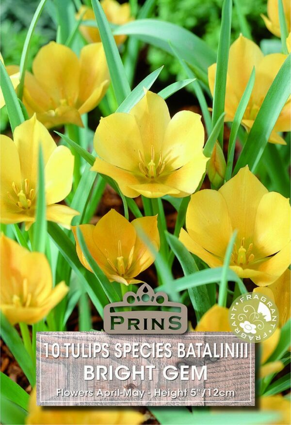 Tulips Miniature Batalinii Bright Gem