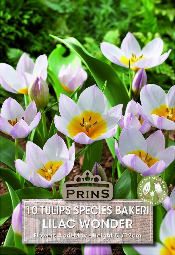 10 Tulips Minature Lilac Wonder - Gordon Rigg