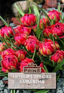 Tulips Miniature Samantha