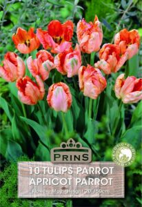 Apricot Parrot Tulips growing in a garden.