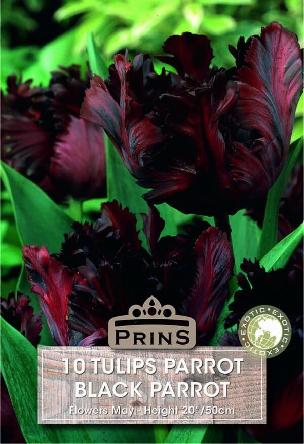 Black Parrot Tulips growing in a garden.