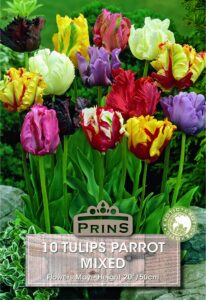 Parrot Prince Tulips mixed colours growing in a garden.