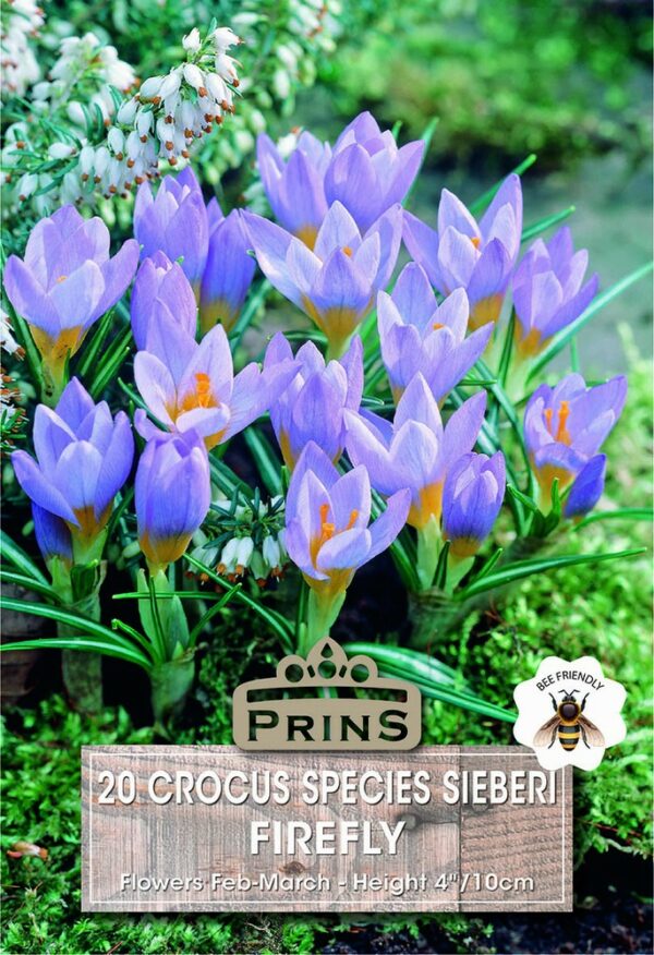 Crocus Species Firefly