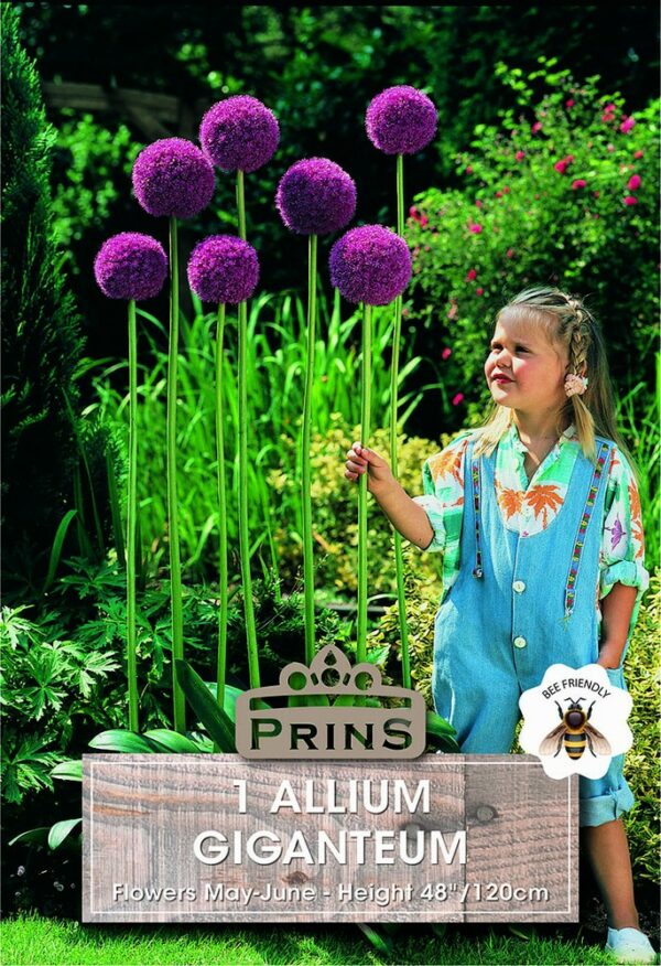 Allium Giganteum growing in a garden with a child.