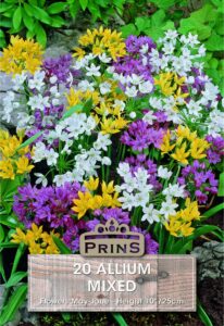 Mixed coloured allium growing in a garden.