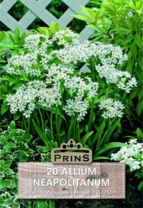 White Allium Neapolitanum growing in a garden