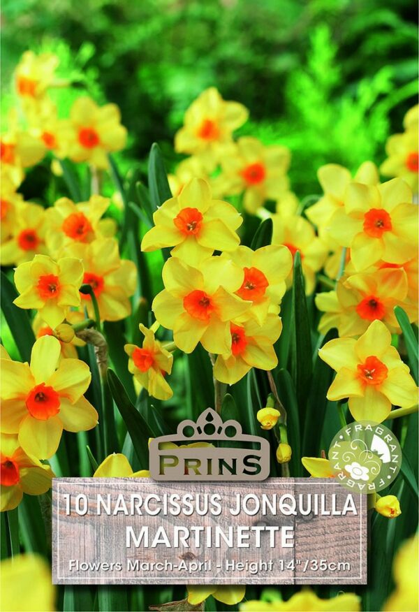 Narcissus Marinette