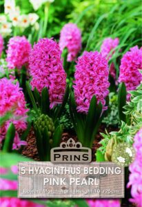 Pink Hyacinthus flowers in a garden.