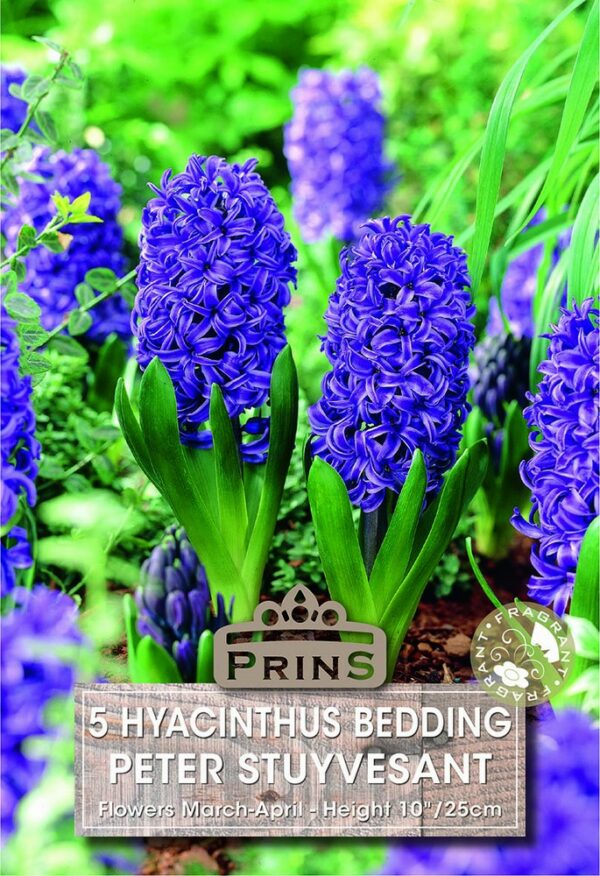 Blue Hyacinthus flowers in a garden.