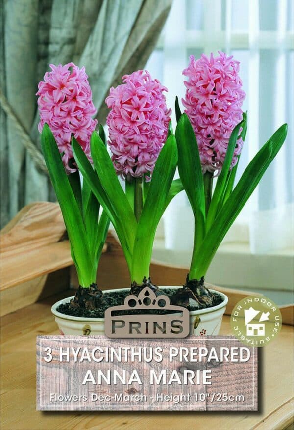 Pink Hyacinthus flowers in a pot.