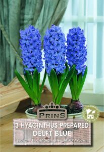 Blue Hyacinthus flowers in a pot.