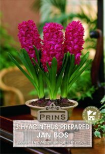 Pink Hyacinthus flowers in a pot.