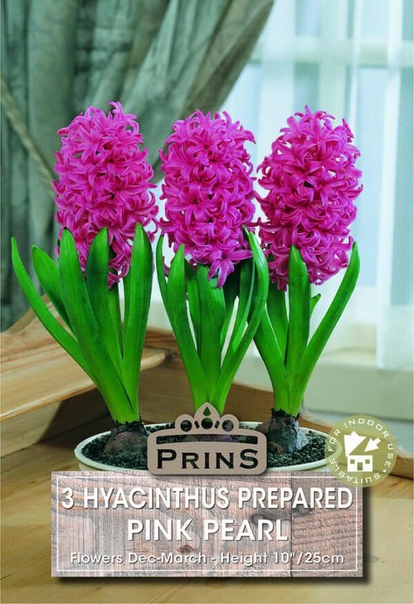 Pink Hyacinthus flowers in a pot.