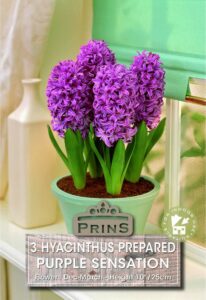 Purple Hyacinthus flowers in a green pot on a windowsill.