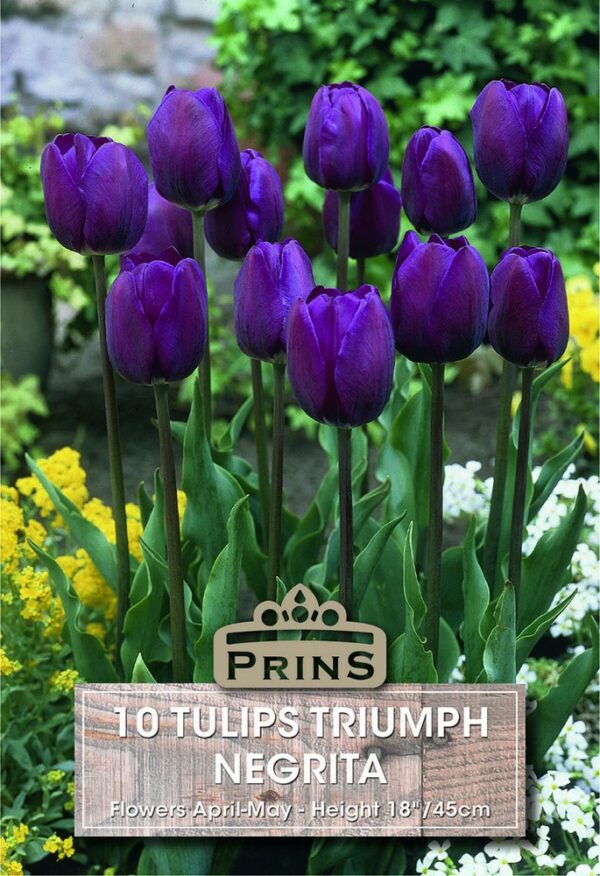 Purple tulips in a garden.