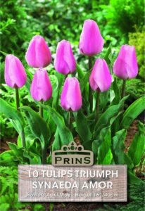 Pink tulips in a garden.