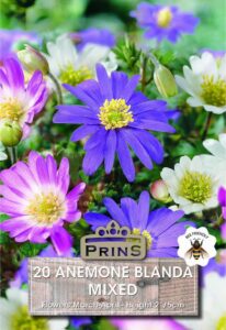 Various coloured Anemone Splendour flowers in a garden.