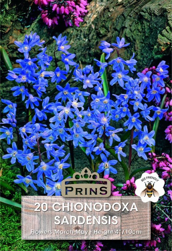 Chionodoxa Sardensis growing in a garden.