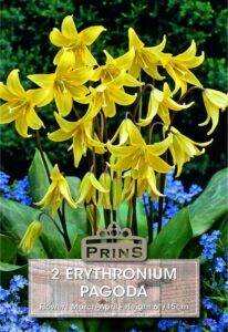 Erythronium Pagoda growing in a garden.