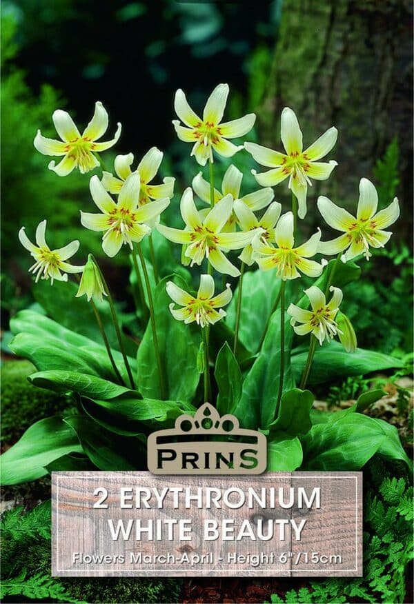 Erythronium White Beauty growing in a garden.