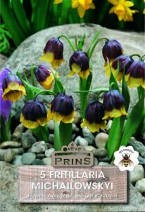 Fritillaria Michailowskyi growing in a garden.