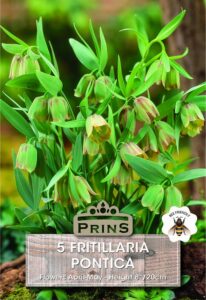 Fritillaria pontica growing in a garden.