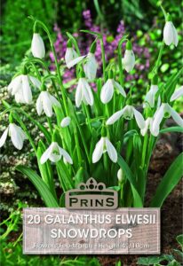 Snowdrops growing in a garden.