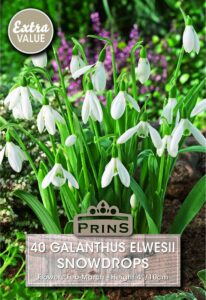 Snowdrops growing in a garden.