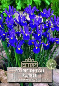 Iris Dutch purple growing in a garden.