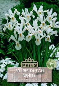 Iris Dutch white growing in a garden.