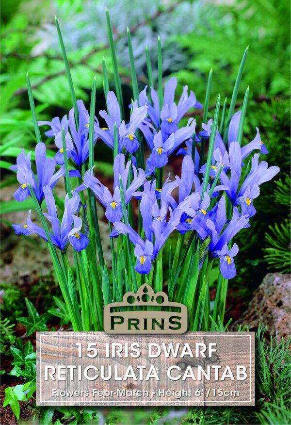 Iris Dwarf Reticulata Cantab growing in a garden.