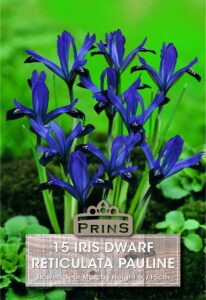 Iris Dwarf Reticulata Pauline growing in a garden.