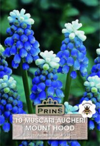 Blue Muscari growing in a garden.