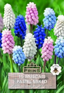 Muscari in pastel colours growing in a garden.