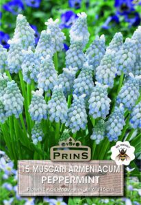 Muscari Peppermint growing in a garden.